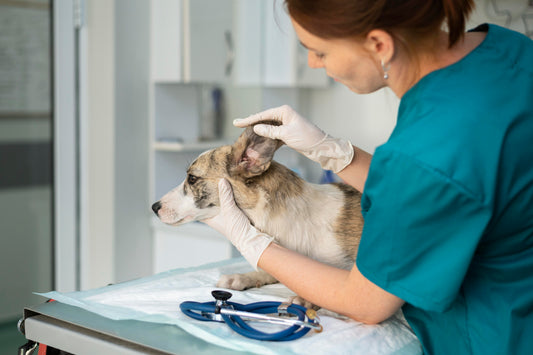 Overcoming the Challenges of Being a Veterinary Student