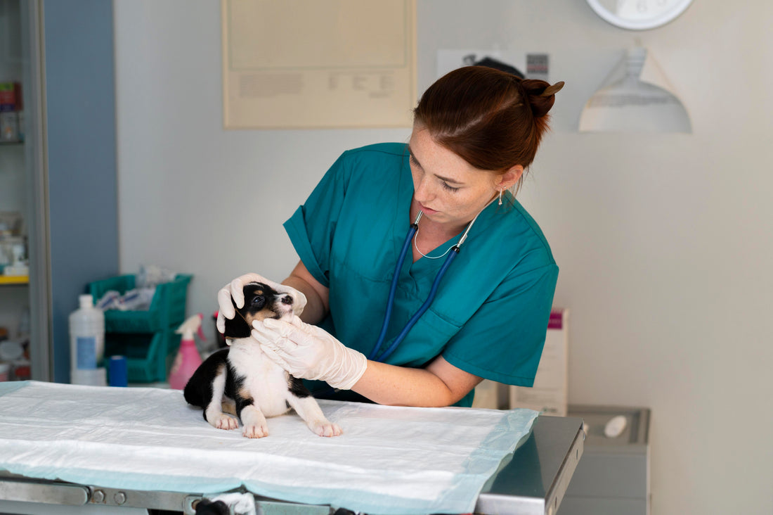 From Classroom to Clinic: Navigating the Transition from Veterinary School to Practice