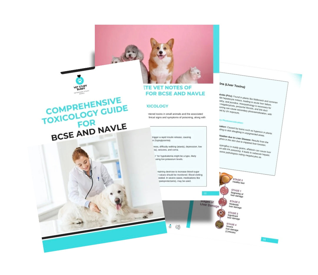 Vet Study Notes Bundle