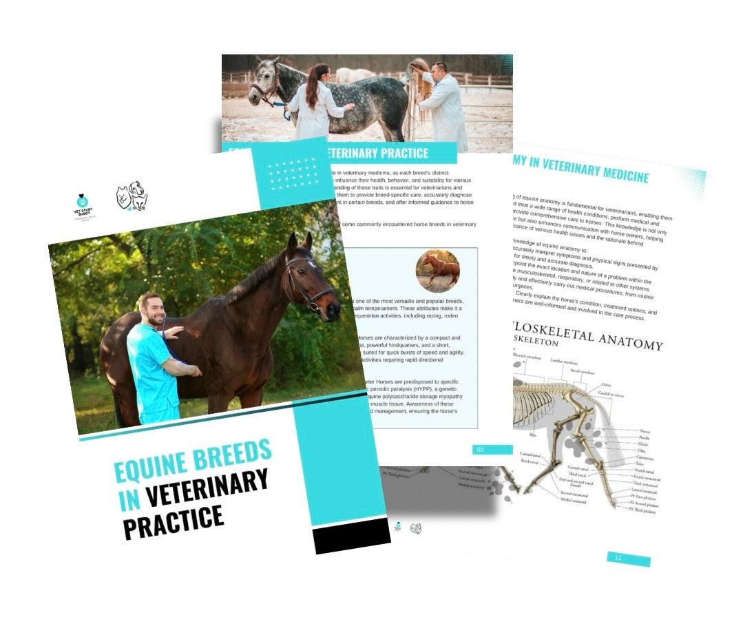 Vet Study Notes Bundle