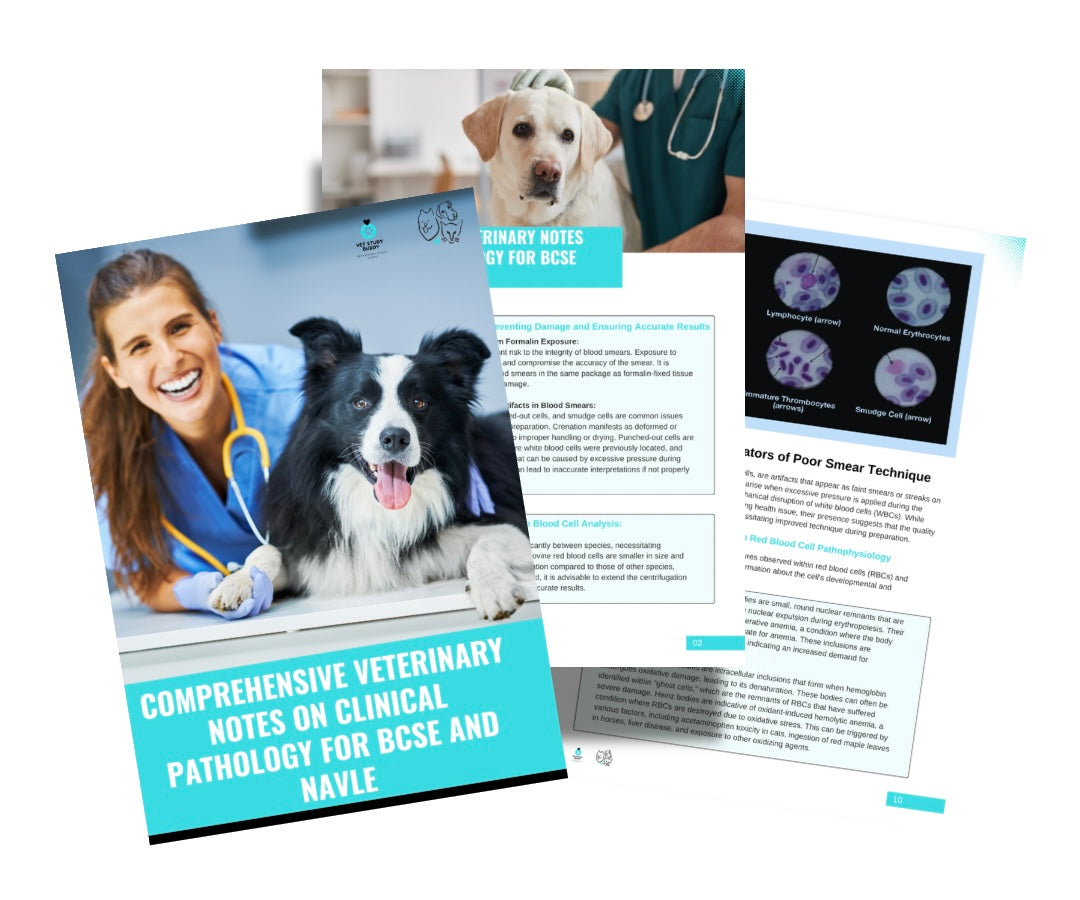 Vet Study Notes Bundle