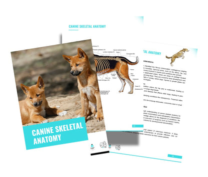 Vet Study Notes Bundle