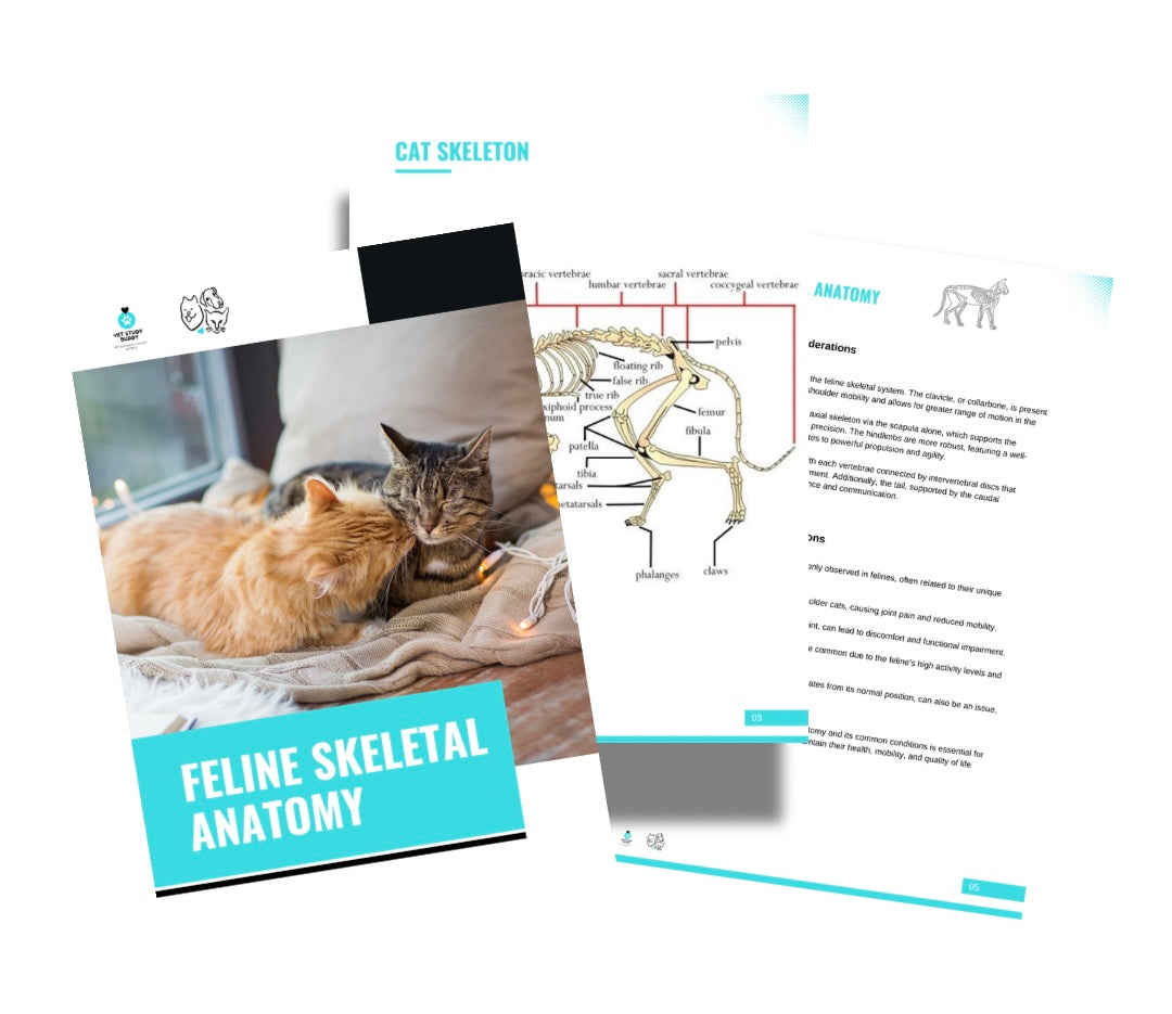 Vet Study Notes Bundle